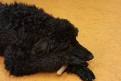 Hundeworkshop (10)