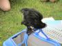 Huhn Franz zu Besuch Kl 1